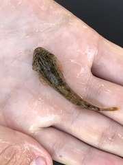 Cottus beldingii
