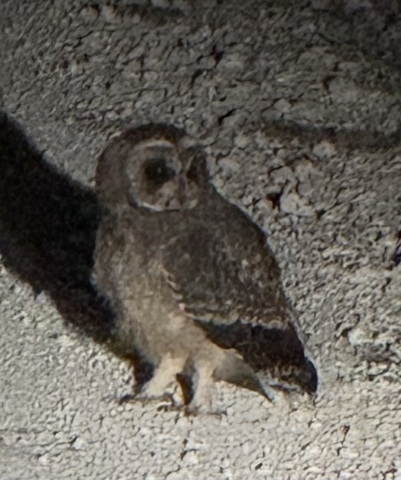 Marsh Owl (Asio capensis), photo 7