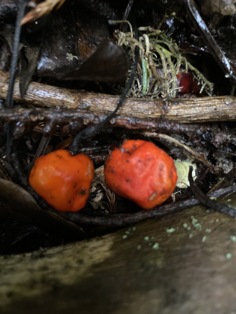 Leratiomyces erythrocephalus · June 2025 · photo: © jack12347 (iNaturalist, cc0)