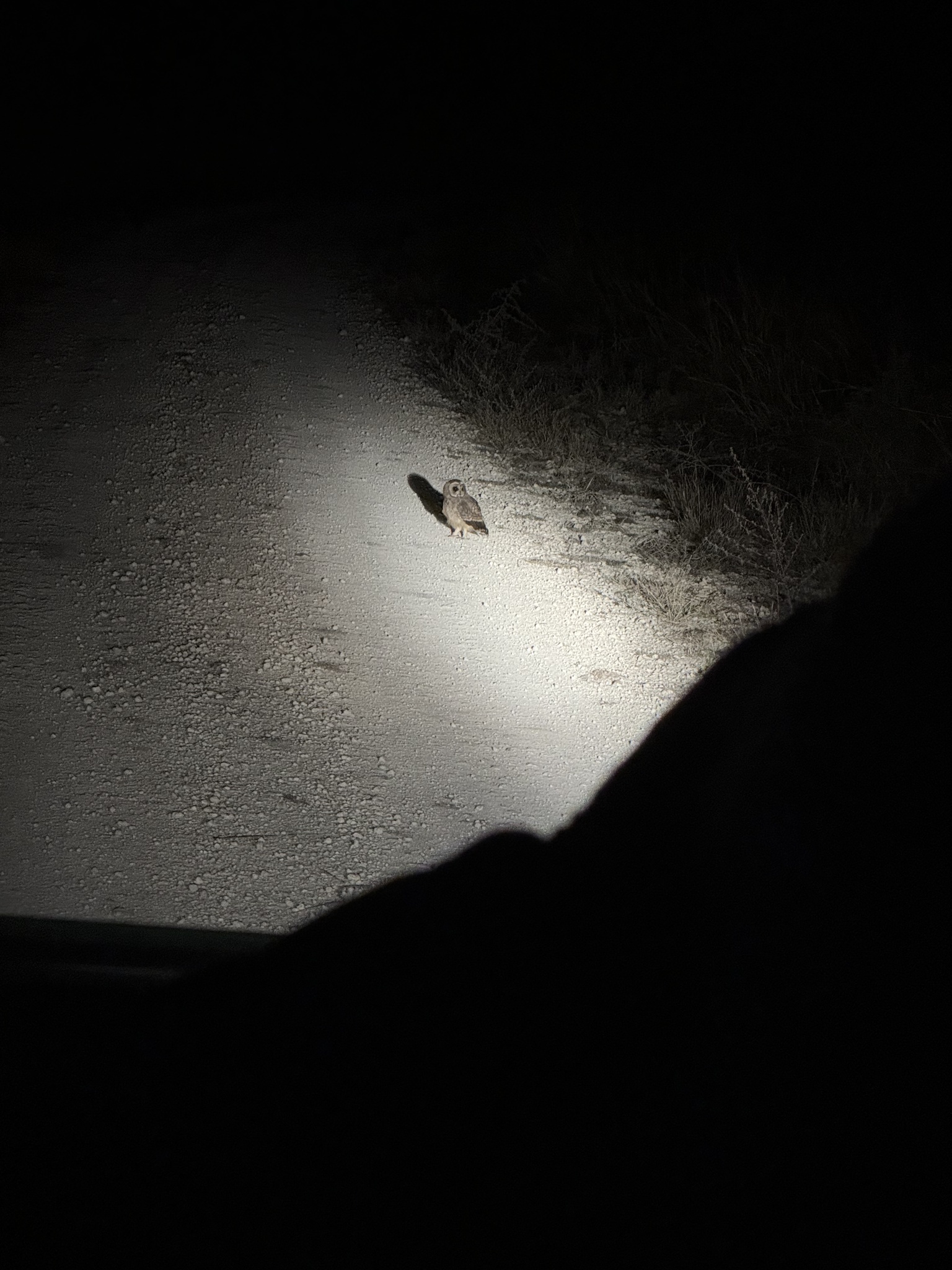 Marsh Owl (Asio capensis), photo 8