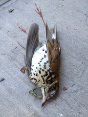 Hylocichla mustelina