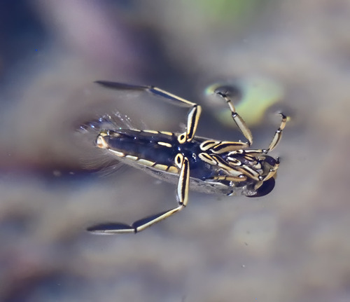 Notonecta hoffmanni