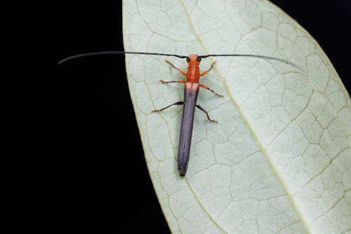 Oberea gracillima