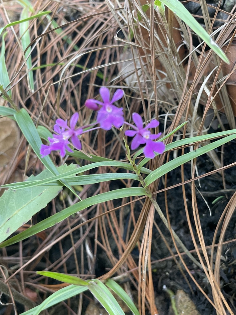 Epidendrum macdougallii (Hágsater) Hágsater 3