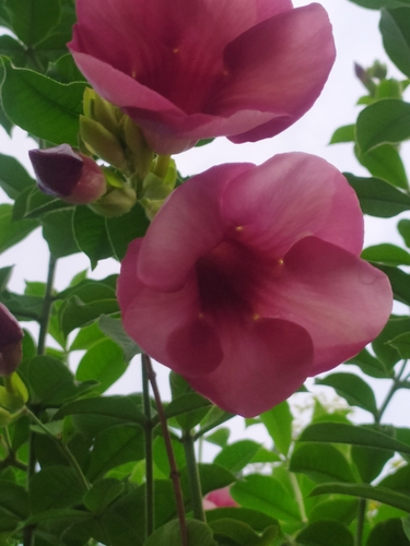 Allamanda blanchetii iNat (2)