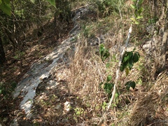 Elymus churchii