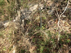 Elymus churchii