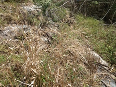 Elymus churchii