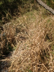 Elymus churchii