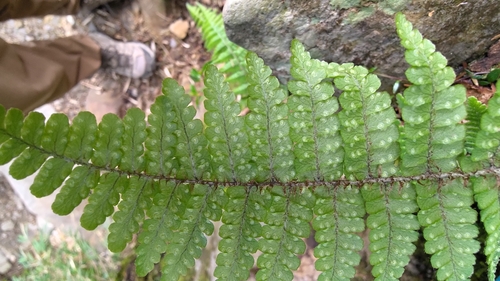 Dryopteris transmorrisonensis observed 2025-06-10