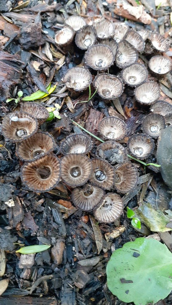 Cyathus striatus · June 2025 · photo: © aardvark04 (iNaturalist, cc0)