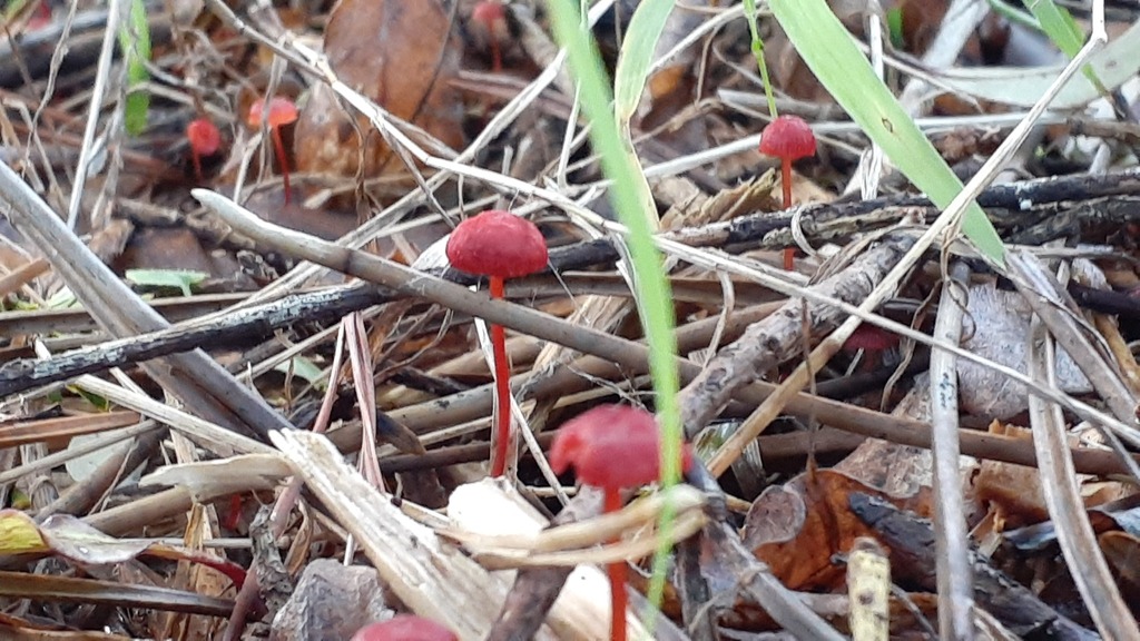 Cruentomycena viscidocruenta · June 2025 · photo: © aardvark04 (iNaturalist, cc0)