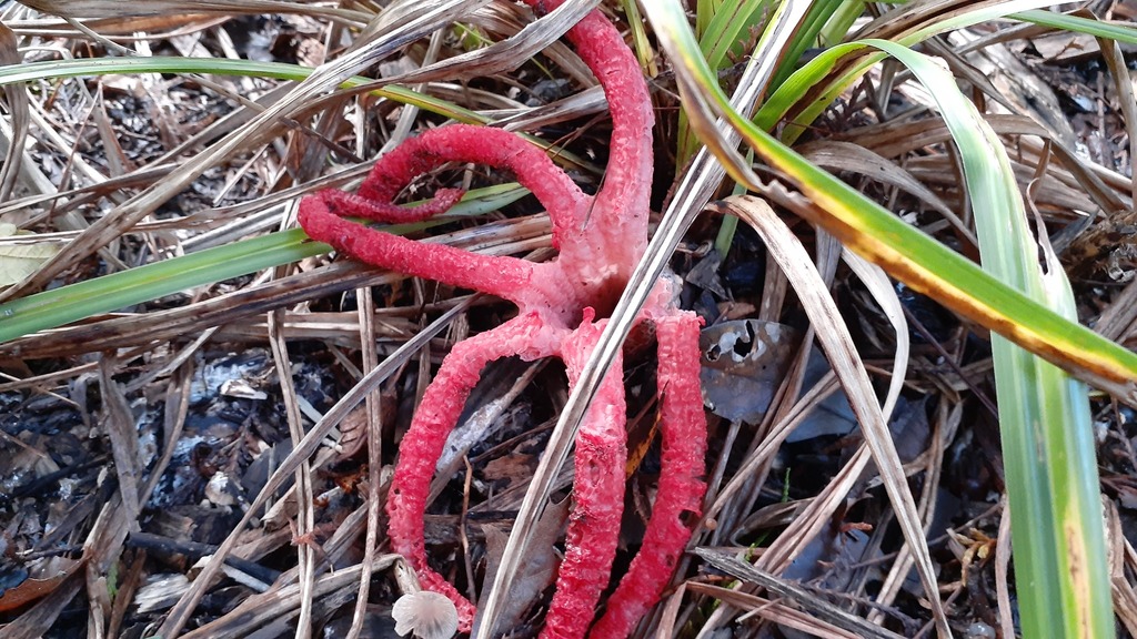 Clathrus archeri · June 2025 · photo: © aardvark04 (iNaturalist, cc0)