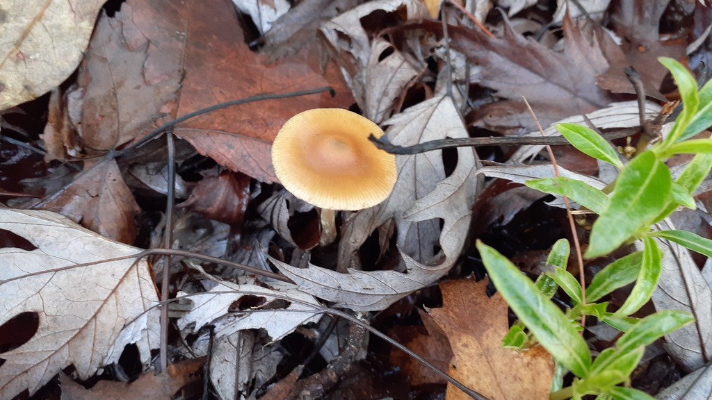 Psilocybe subaeruginosa · June 2025 · photo: © aardvark04 (iNaturalist, cc0)