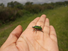 Calomacraspis splendens