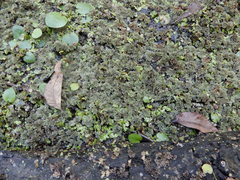 Azolla caroliniana