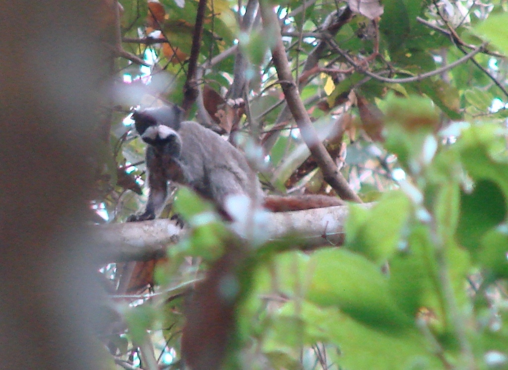 Black-chinned Emperor Tamarin from Rodovia BR 364, Km 04 - Distrito ...