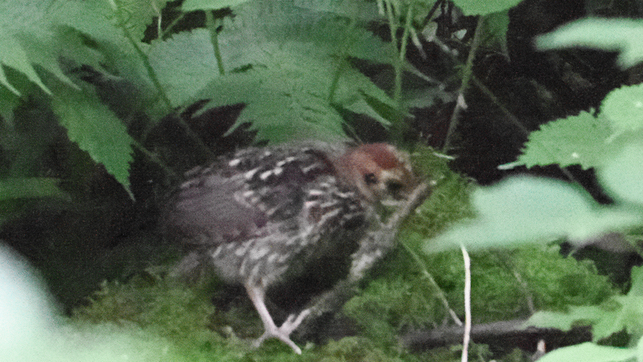 Temminck's Tragopan