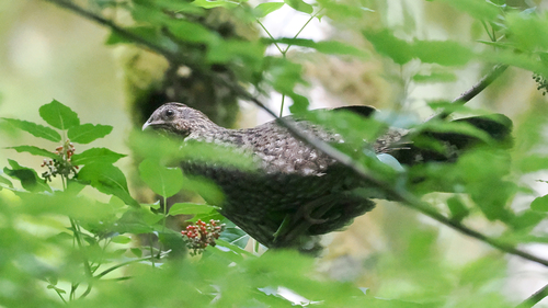 Temminck's Tragopan (Tragopan temminckii)