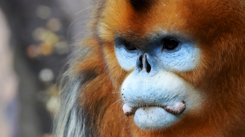 Golden Snub-nosed Monkey (Rhinopithecus roxellana)