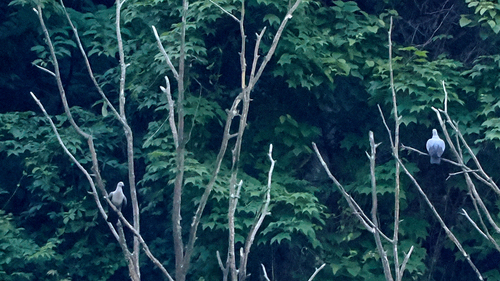 Speckled Wood Pigeon (Columba hodgsonii), photo 3