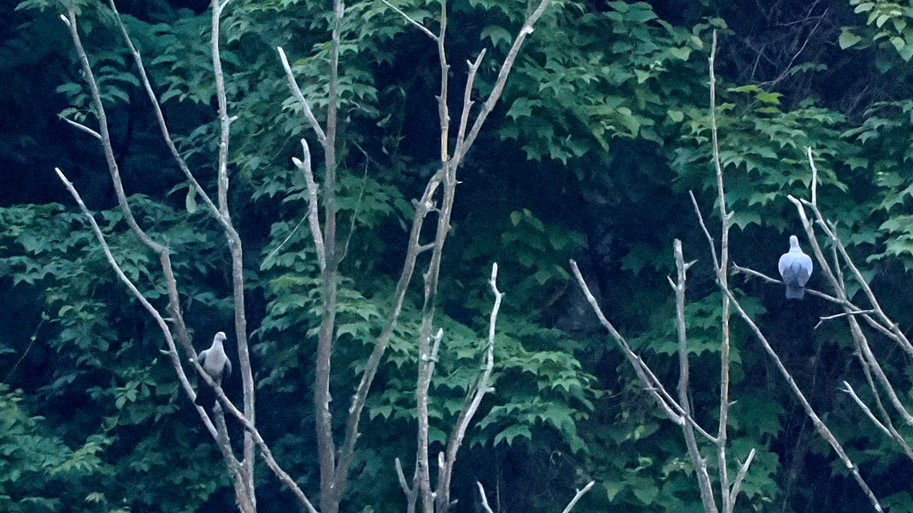 Speckled Wood Pigeon