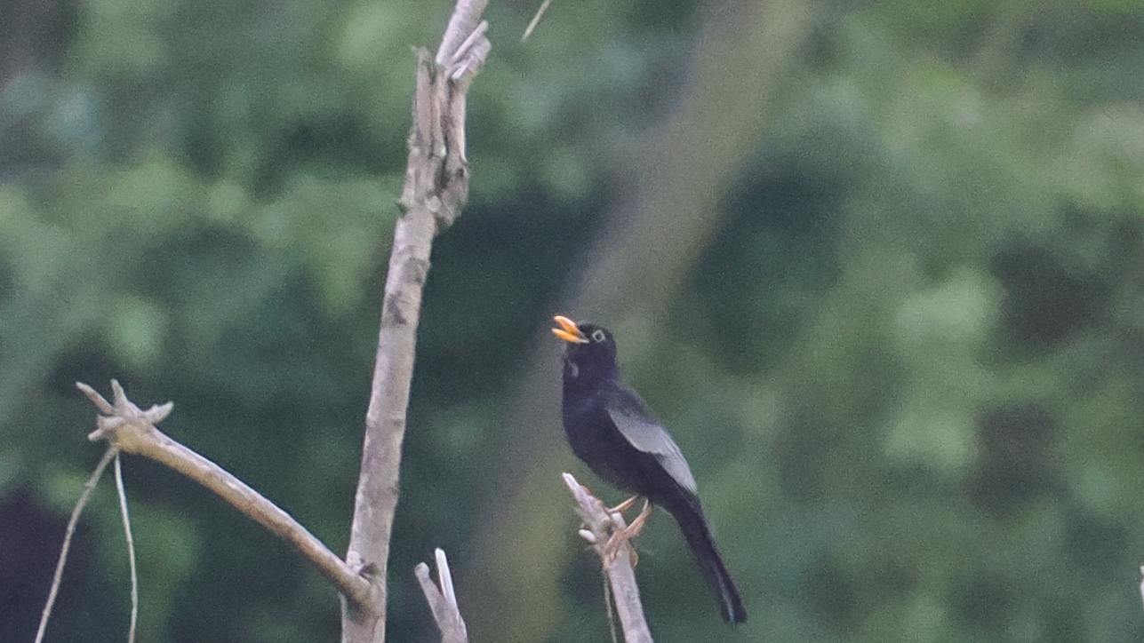 Grey-winged Blackbird