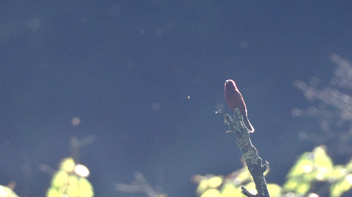Vinaceous Rosefinch (Carpodacus vinaceus), photo 7