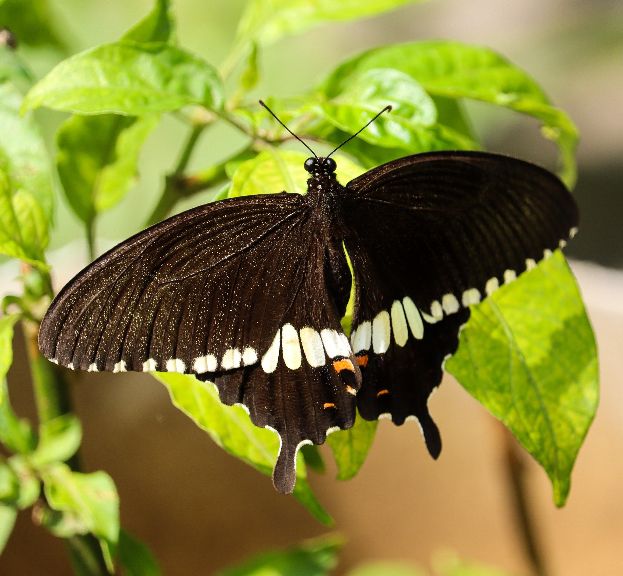 Common Mormon