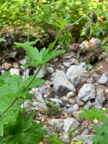 Geranium reflexum, photograph 4