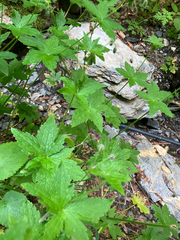 Geranium reflexum, photograph (c) Andre Hosper, some rights reserved (CC BY)
