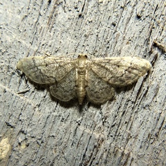 Idaea celtima