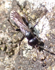 Anoplius