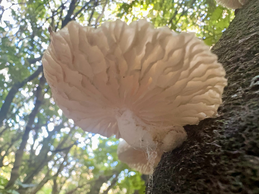 Oudemansiella australis · June 2025 · photo: © tom_beard (iNaturalist, cc-by)