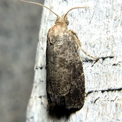 Eucosma sombreana