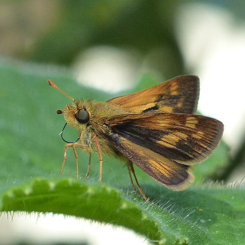 Peck's Skipper, photo 6 of 10