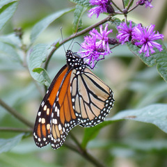 Danaus plexippus