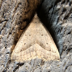 Macrochilo hypocritalis