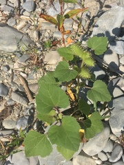Xanthium orientale italicum