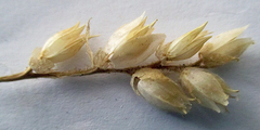 Kalanchoe lanceolata