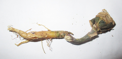 Kalanchoe lanceolata
