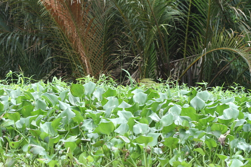 Brownbeard rice (Oryza rufipogon)