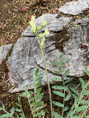 Oxytropis campestris