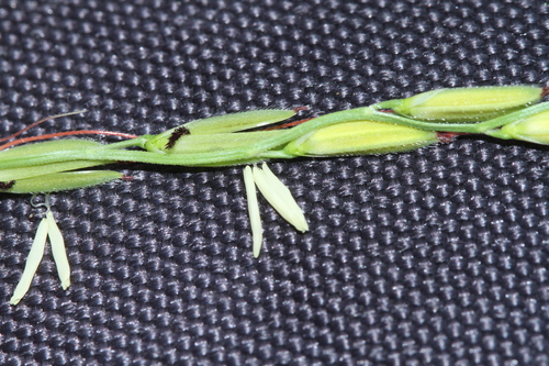 Oryza rufipogon