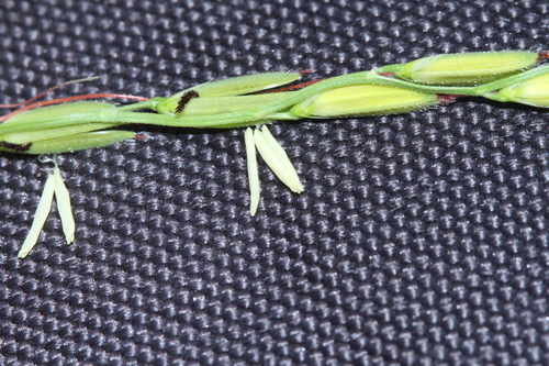 Oryza rufipogon, photograph 1