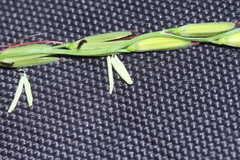 Oryza rufipogon, photograph (c) Nguyen-Khanh-Trinh Tram, some rights reserved (CC BY)