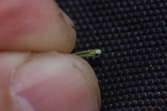 Oryza rufipogon, photograph (c) Nguyen-Khanh-Trinh Tram, some rights reserved (CC BY)