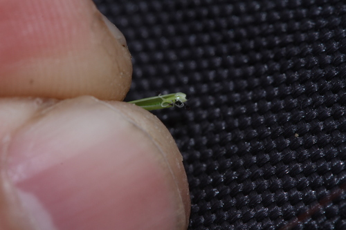 Oryza rufipogon, photograph 3