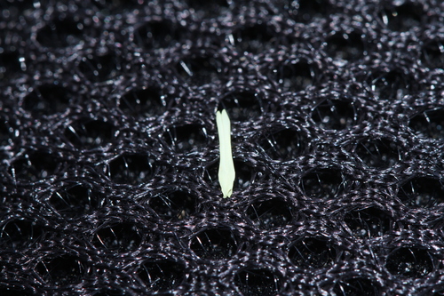 Oryza rufipogon, photograph 5