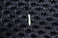 Oryza rufipogon, photograph (c) Nguyen-Khanh-Trinh Tram, some rights reserved (CC BY)